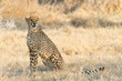 Gepard (Acinonyx jubatus), weiblich Gepard (Acinonyx jubatus), weiblich