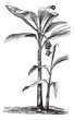 Banana vintage engraving Banana vintage engraving