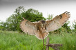 Eagle owl landing
