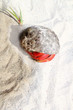 Red Legged Hermit Crab in Mexico beach sand Red Legged Hermit Crab in Mexico beach sand