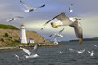 seagulls flying around a lighthouse - Halifax - Canada seagulls flying around a lighthouse - Halifax - Canada