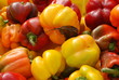 A collection of rainbow colored organic Peppers A collection of rainbow colored organic Peppers