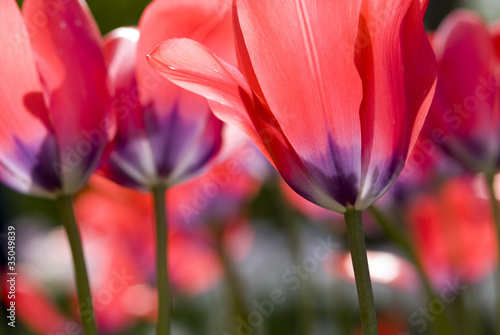 Foto: Close up of red tulips Close up of red tulips