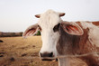 Cow standing in field