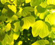 green leaves and sunshine in morning
