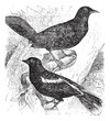 Bobolink or Dolichonyx oryzivorus, two, birds, vintage engraving