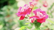 Video: Pink roses moving Pink roses moving