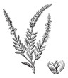 Erica vulgaris or Common Heather. Vintage engraving. Erica vulgaris or Common Heather. Vintage engraving.