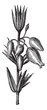 Bell heather or Erica cinerea, leaves, flowers, vintage engravin