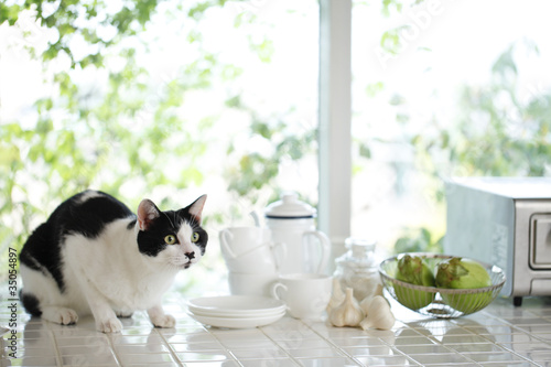 Photo: 猫 猫