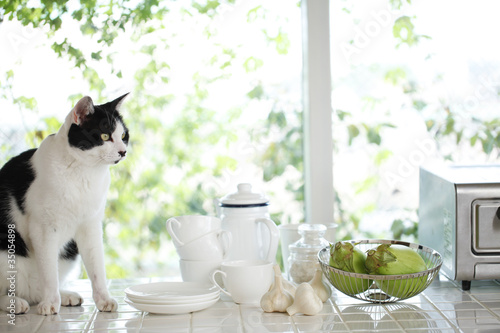 Photo: 猫 猫