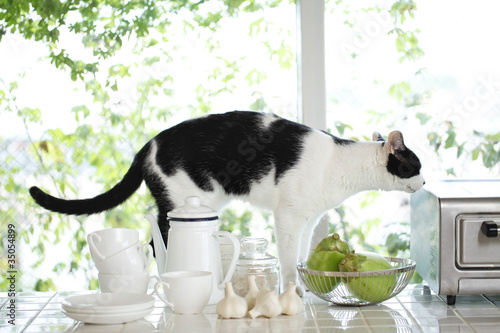 Photo: 猫 猫