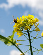 sunny spring day biodiversity with bee