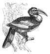 Red-billed Hornbill or Tockus erythrorhynchus, bird, vintage eng