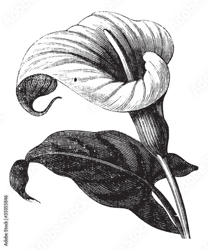 Vector: Zantedeschia aethiopica or Richardia Africana, flower, vintage e Zantedeschia aethiopica or Richardia Africana, flower, vintage e