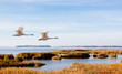 Flying whooper. Flying whooper.