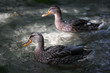 Two Ducks in Water