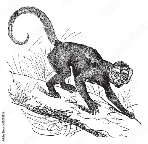 Vector: Cebus Capucinus or Capuchin vintage engraving Cebus Capucinus or Capuchin vintage engraving