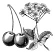 Cherry with leaves and flowers vintage engraving Cherry with leaves and flowers vintage engraving