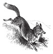 Golden jackal or Canis aureus vintage engraving