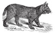 Lynx vintage engraving