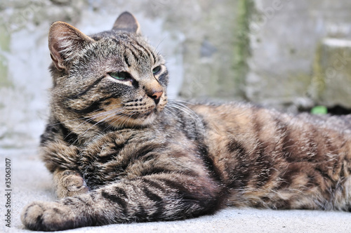 Photo: king of cats king of cats