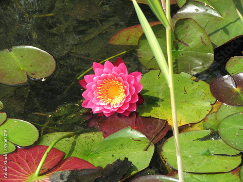 Photo: Pink Water Lily Pink Water Lily
