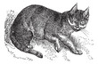Wildcat vintage engraving