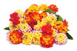 verbenas of different colors