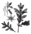 White Oak vintage engraving