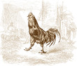 Coq