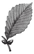 Chestnut Oak vintage engraving