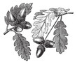 Vector: English Oak vintage engraving English Oak vintage engraving