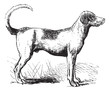 Foxhound vintage engraving