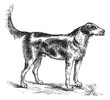 Harrier or Canis lupus familiaris vintage engraving