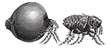 Tick vintage engraving