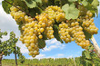 Trauben