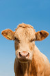 Cow in your face