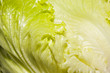 Green lettuce leaf texture