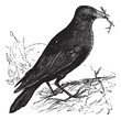 Jackdaw or Corvus monedula vintage engraving