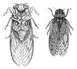 Cicada or Cicadidae or Tettigarctidae vintage engraving Cicada or Cicadidae or Tettigarctidae vintage engraving