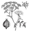 Hemlock or Poison Hemlock or Conium maculatum vintage engraving
