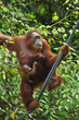mother orang utan hanging in a rope