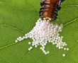 Homöopathie. Globuli als alternative Medizin