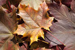 Herbstlaub Herbstlaub