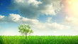Growing tree and grass