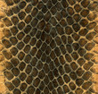 Snakeskin