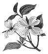 Flowering Dogwood or Cornus florida vintage engraving