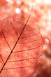 Autumn leaf background
