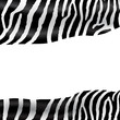 zebra texture